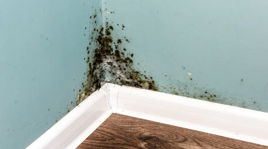 How Mold Growth In Your Home Can Affect Your Health
