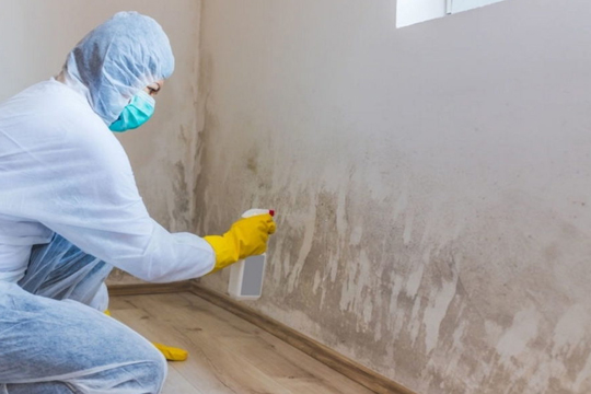 Mold Remediation in Claryville, MN
