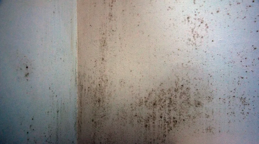 how-quickly-does-mold-cause-health-problems
