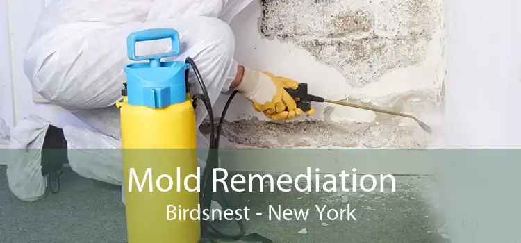 Mold Remediation Birdsnest - New York