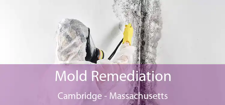 Mold Remediation Cambridge - Massachusetts