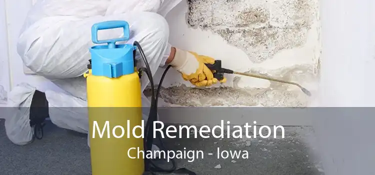 Mold Remediation Champaign - Iowa