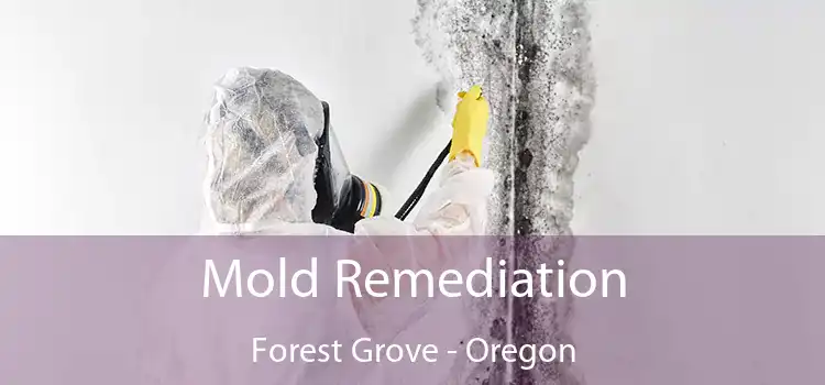 Mold Remediation Forest Grove - Oregon