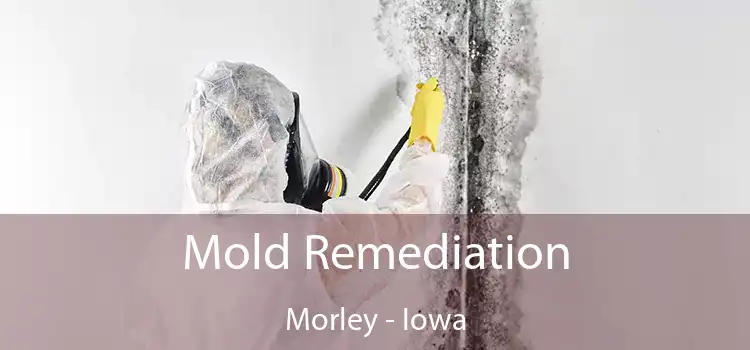 Mold Remediation Morley - Iowa