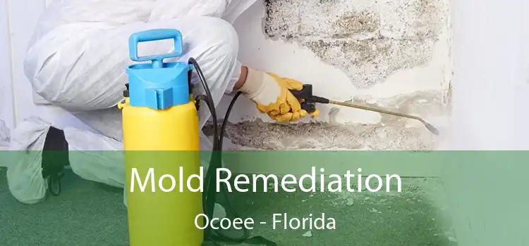 Mold Remediation Ocoee - Florida