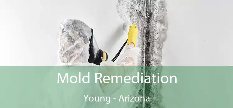 Mold Remediation Young - Arizona