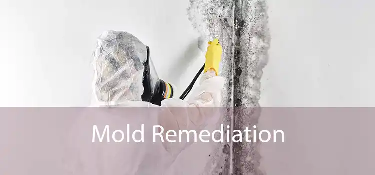 Mold Remediation 