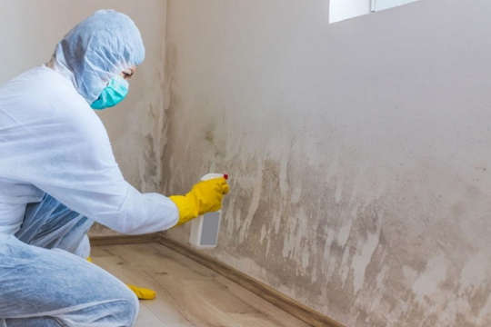 Mold Remediation in Sandisfield, MA