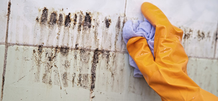 Mold Remediation Services in Shady Grove, DE