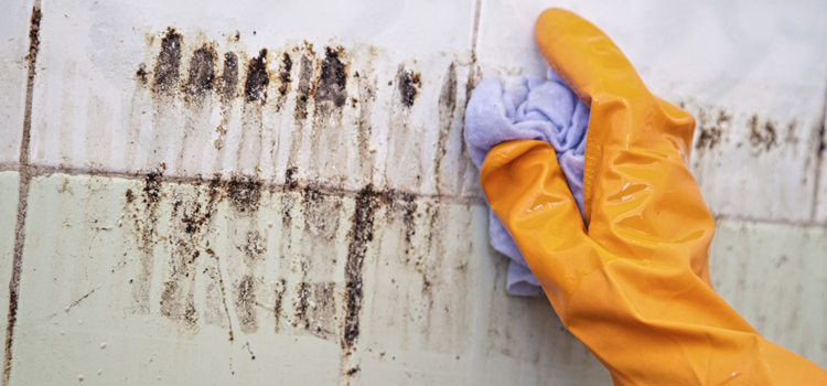 Mold Remediation Services in Branch, LA